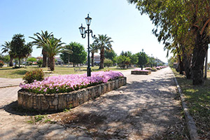Apartments Dimitra - Dionisiou Beach - Halkidiki - Greece